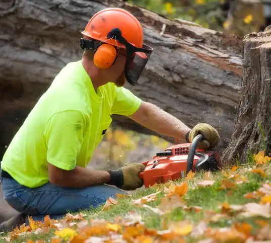 tree services Candlewood Lake